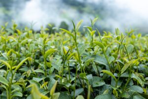 Top Green Tea Leaf Morning Tea Plantation (1)